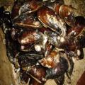 CHOLGA