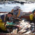 CORVINA