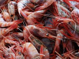 Subpesca establece  los primeros planes de reducción del descarte  y la captura de pesca incidental
