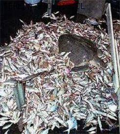 Subsecretaria valora avances en Ley sobre pesca de descarte