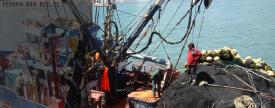 Se inicia programa de monitoreo de la pesca artesanal de sardina y anchoveta