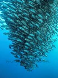 Se inicia temporada de pesca de sardina y anchoveta en la Región del Biobío
