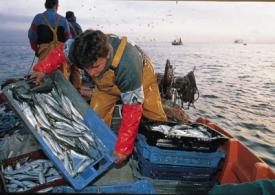 Lapidaria radiografia al sector pesquero:Recursos en peligro de extinsión