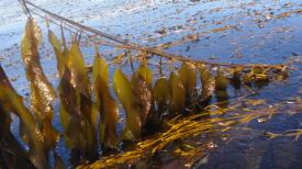 Congreso aprueba proyecto que fomenta el cultivo y repoblamiento de algas a través de bonificación entregada por el Estado