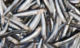 Se inicio temporada de captura de sardina y anchoveta en la Región del Biobio