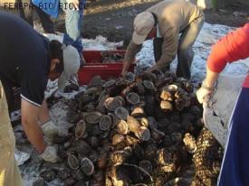 Ferepa Bío Bío advierte sobre crítica situación por bajo precio del loco