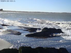Proyecto de Ley de Pesca:senadores de la comision recorreran las regiones