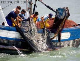 En regiones sesionó comisión de pesca del Senado