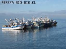 Durante cuatro dias podran pescar  sardina común y anchoveta