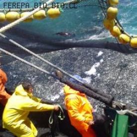 Proyecto Ley de Pesca pasó a la  Cámara de Diputados