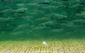 Fuerte denuncia por otorgamiento de permisos para cultivo de salmones
