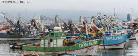 Se inicia temporada de sardina y anchoveta en la Region del Biobio