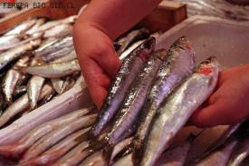 Se inicia trabajo de Comités Científicos para Pesca