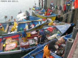 El IFOP y la Subpesca realizan monitoreo de sardina común y anchoveta