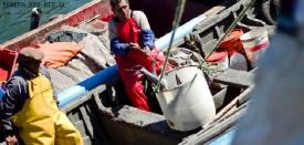 Esta medianoche culmina veda de la sardina y anchoveta en el Bío Bío