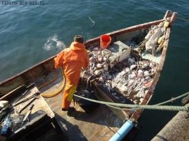 Boteros de la región del Bio Bio se reúnen con el Subsecretario de Pesca para ratificar la distribución del RAE bolsón