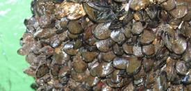 Dirigentes sostienen encuentro con pescadores de Llico