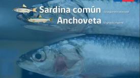 Recurso Sardina Comun y Anchoveta