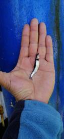 Estan matando los recursos sardina y anchoveta:Irregular captura de especies de bajo tamaño