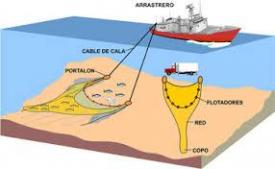 Pesca de arraste: la merluza