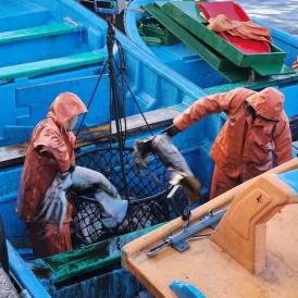 FEREPA BIOBIO FRENTE AL PROYECTO DE LEY QUE BUSCA REPONER EL ARRASTRE PARA CAPTURA DEL RECURSO JIBIA QUE PROPONEN SENADORES DEL BIOBIO
