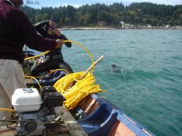 CURSO BUCEO PERALES
