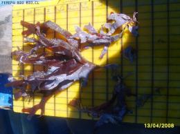 IDENTIFICACION DE ESPECIES