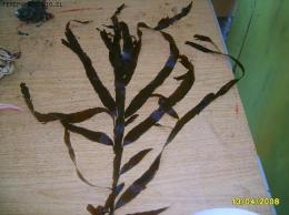 IDENTIFICACION DE ESPECIES II