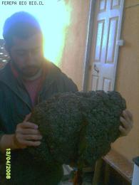 PELCHA DE PIURE