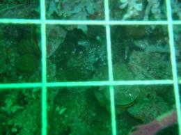 CUADRANTE,ESTIMACION DE ABUNDANCIA