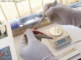 MUESTREO BIOLOGICO, SARDINA COMUN