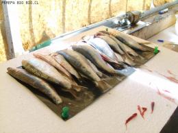 MUESTREO BIOLOGICO, SARDINA COMUN