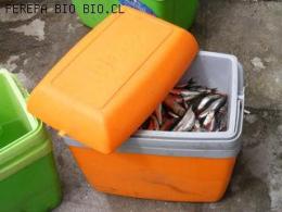 MUESTRA DE SARDINA Y ANCHOVETA