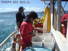 MUESTREO A BORDO PESCA DE INVESTIGACION