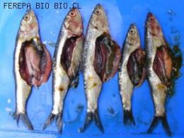 MUESTREO BIOLOGICO DE SARDINA COMUN
