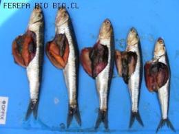 MUESTREO BIOLOGICO DE ANCHOVETA