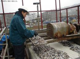 SARDINA Y ANCHOVETA CONTROL DESCARGA