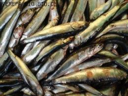 ANCHOVETA