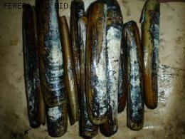 HUEPO O NAVAJA DE MAR