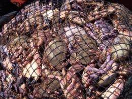 JAIBA MORA y JAIBA PELUDA