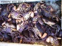 PANCORA O JAIBA MORA