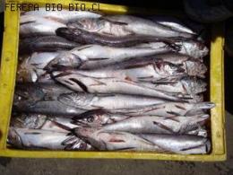 PESCADA O MERLUZA COMUN