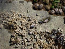 PICOROCO, CHUCHITAS Y LUGA CUCHARA