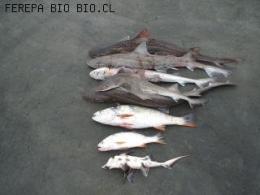 TOLLO, CORVINA Y PEJEGALLO