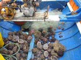 VARIEDAD DE MARISCOS